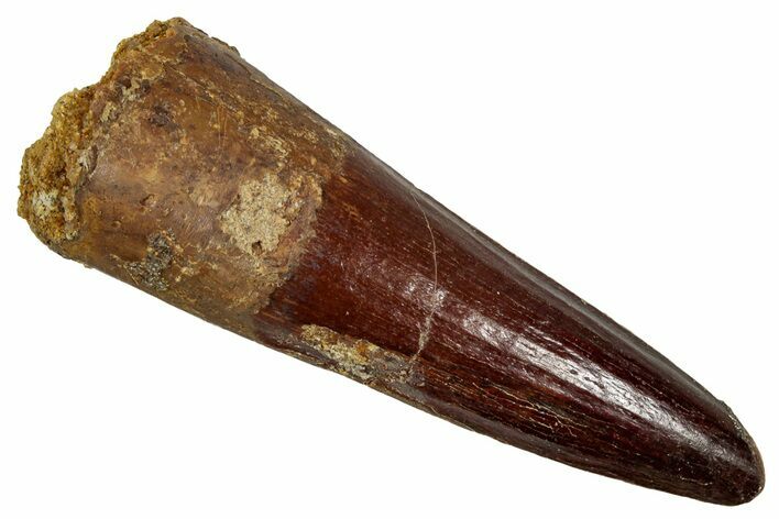 Fossil Spinosaurus Tooth - Beautiful Enamel Preservation #343495